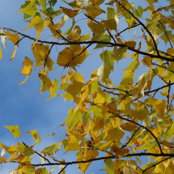 wrk001/MS100_Babisnauer Pappel_Herbstlaub (2022/10)