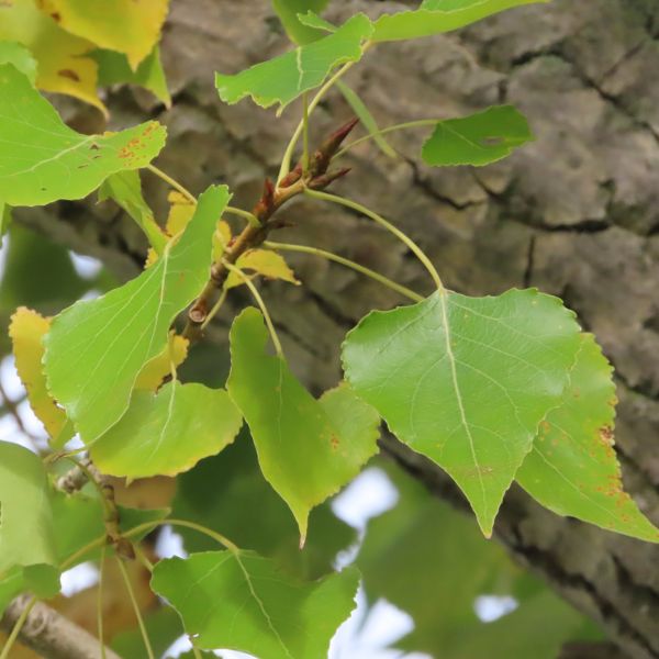 wrk001/MS100_Babisnauer Pappel_Laub (2022/10)