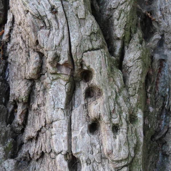 wrk001/MS100_Babisnauer Pappel_Löcher (2022/10)