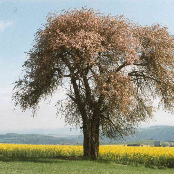 Holzapfel an der Kalkhöhe bei Cunnersdorf