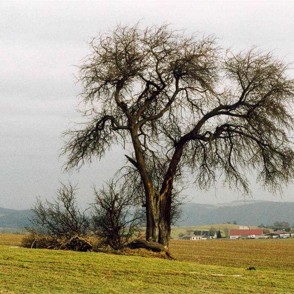 ND Holzapfel an der Kalkhöhe bei Cunnersdorf (1999)