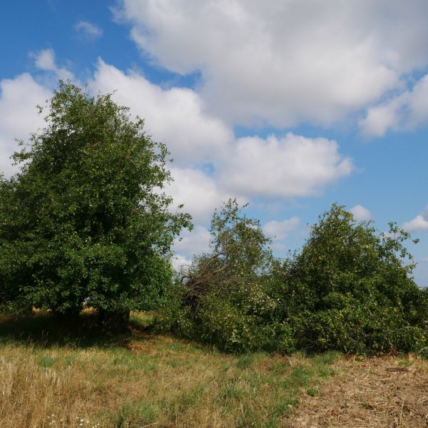 Holzapfel an der Kalkhöhe bei Cunnersdorf (08/2020)