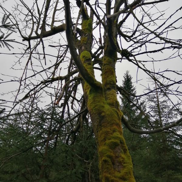 Eberesche am Zaunhäuser Weg
