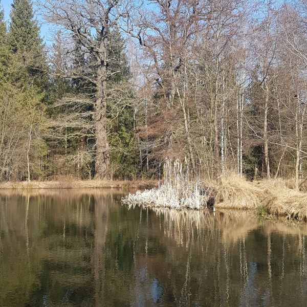 Zwei Traubeneichen Friedrichsteich Reichstädt