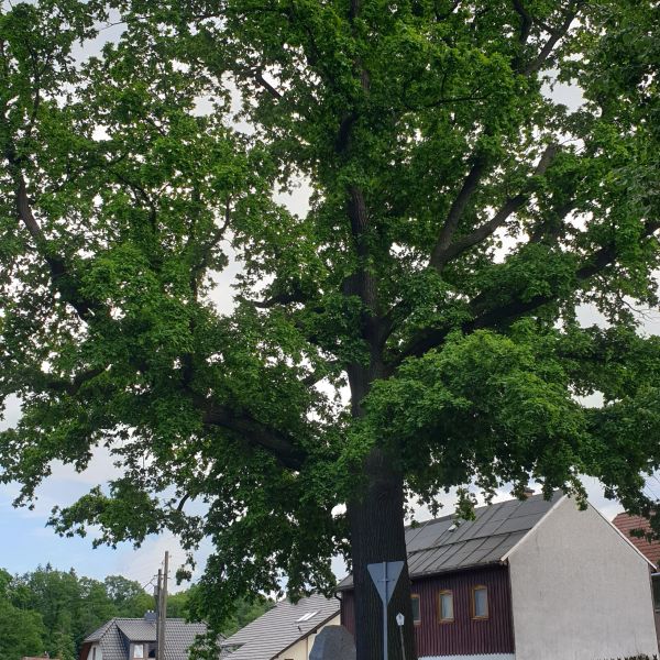 Dorfeiche in Berreuth