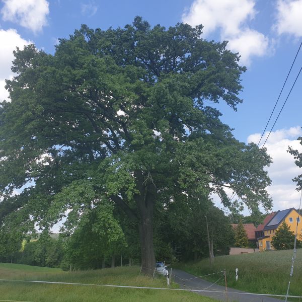 Stiel-Eiche an der Straße Berreuth - Bretthäuser			
