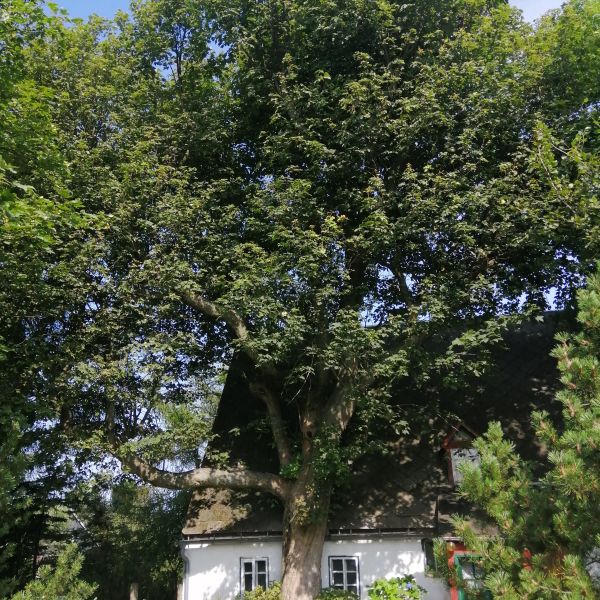 Hofbäume  Willy-Ernst-Weg 5, Zinnwald