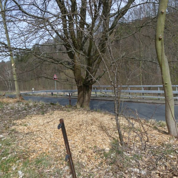 Dittersdorfer Bergbaum
