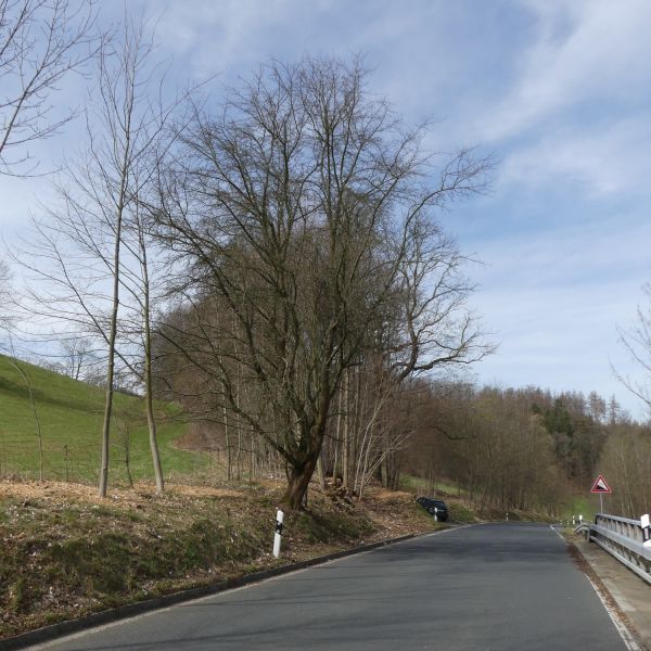 Dittersdorfer Bergbaum / nach Astentnahme