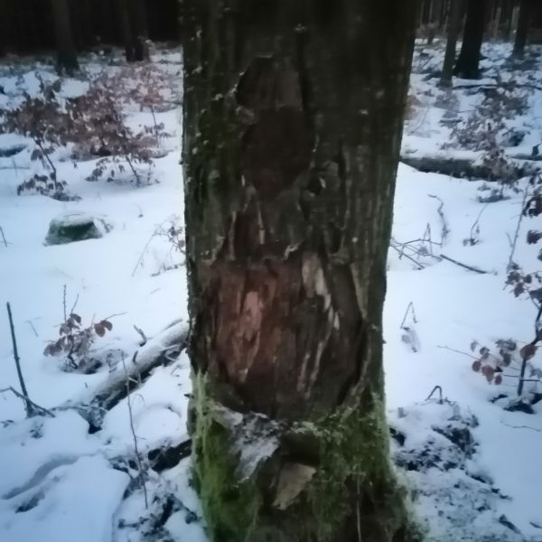 Eberesche im Wald nahe Brautstock/Scharspitze