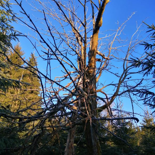 Eberesche am Zaunhäuser Weg