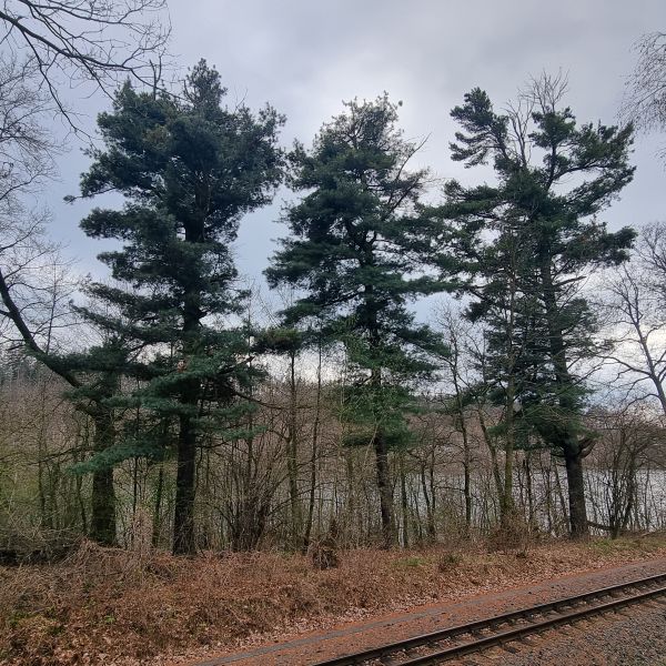 4 Weymouthskiefern an der Malter (Bahnlinie nahe Nixeninsel)