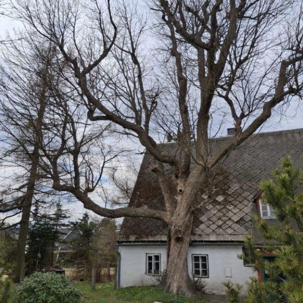 Hofbäume  Willy-Ernst-Weg 5, Zinnwald