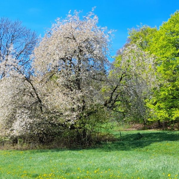 AL023 Kirschbaum Kirschtraud Frauenstein_Blüte