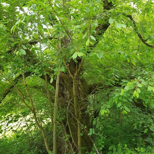 AL023 Kirschbaum Kirschtraud Frauenstein