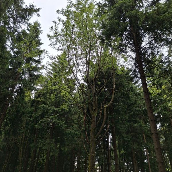 Eberesche im Wald nahe Brautstock/Scharspitze