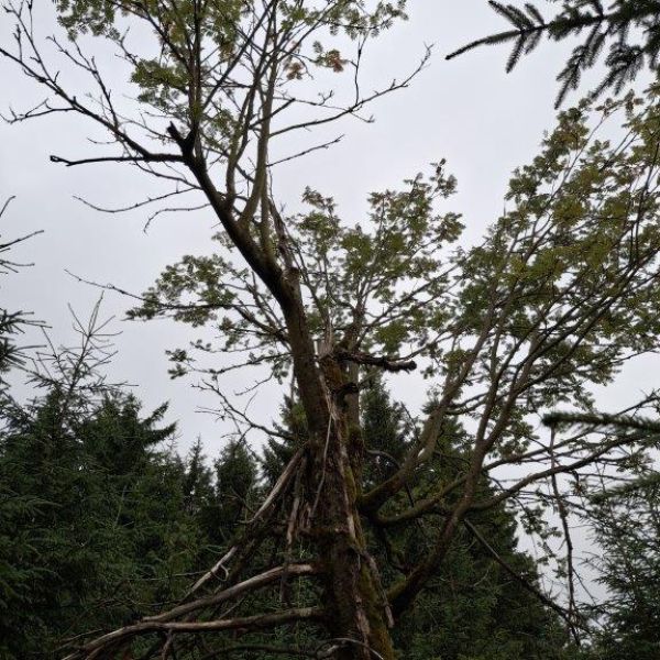 Eberesche am Zaunhäuser Weg