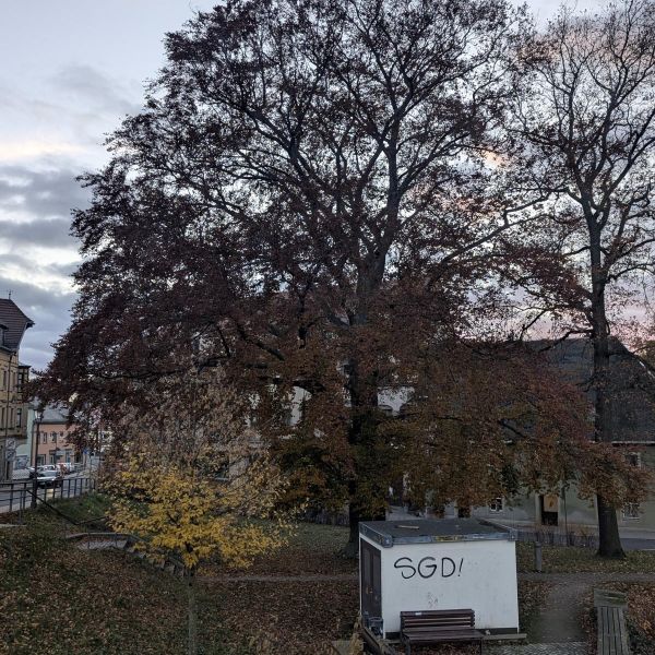 Blutbuche im Schlosspark Dippoldiswalde