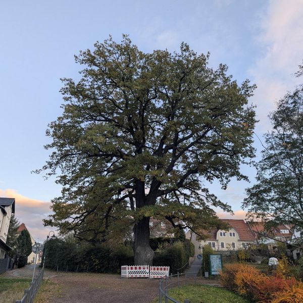 Körnereiche am Stadtpark in Dippoldiswalde