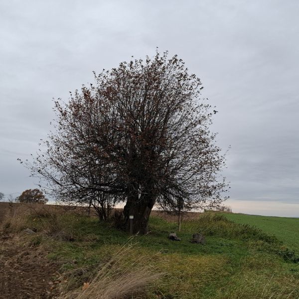 Holzapfel an der Kalkhöhe bei Cunnersdorf