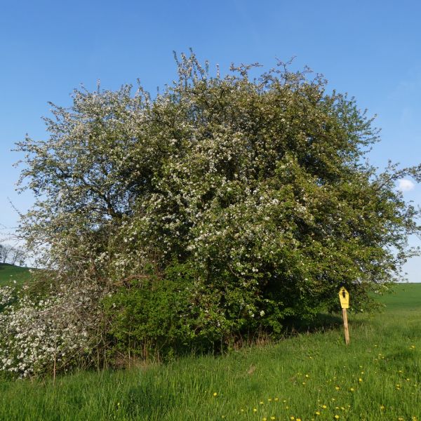 Holzapfel am Birkenweg Johnsbach / Blüten
