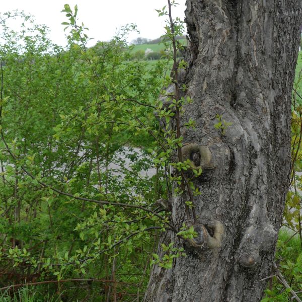Wild-Apfel Obercarsdorf
