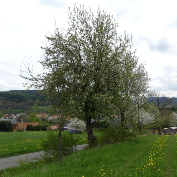 Wild-Apfel Obercarsdorf