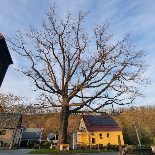 Dorfeiche in Berreuth