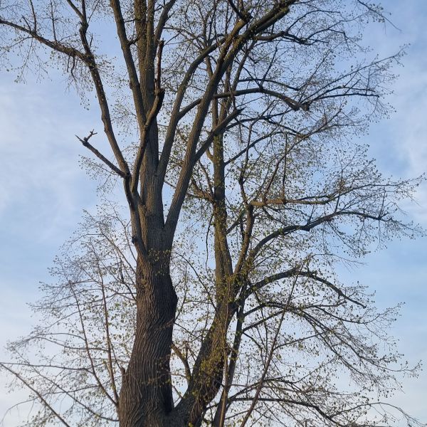 Winter-Linde Berreuth  Marktsteig / Lindenweg
