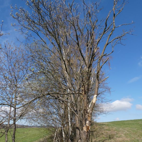 Eberesche an der Sachsenhöhe
