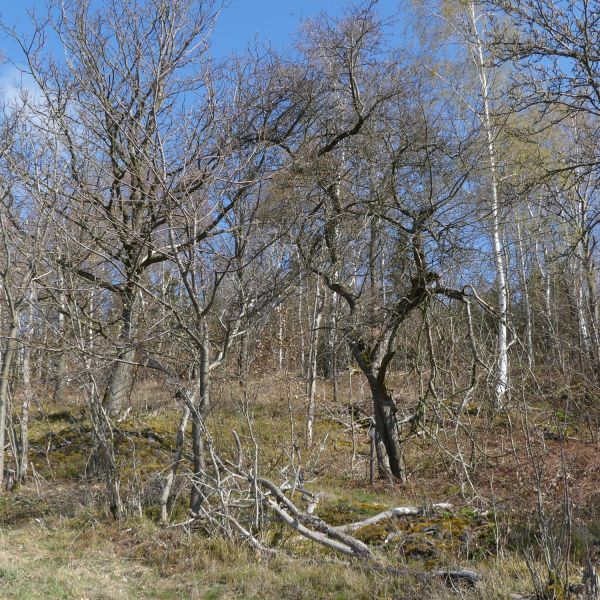 Wildapfel auf der Sachsenhöhe
