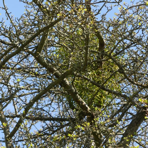 Holzapfel am Birkenweg Johnsbach / Misteln