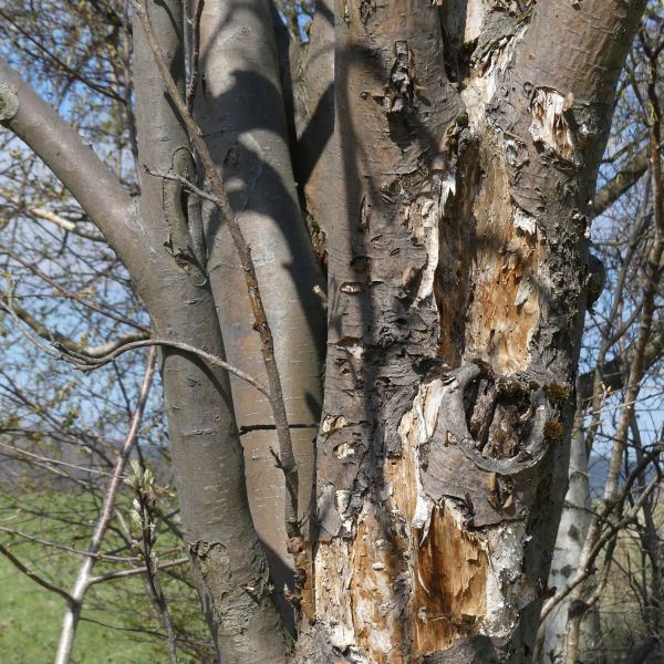 Eberesche an der Sachsenhöhe / Rindenablösungen