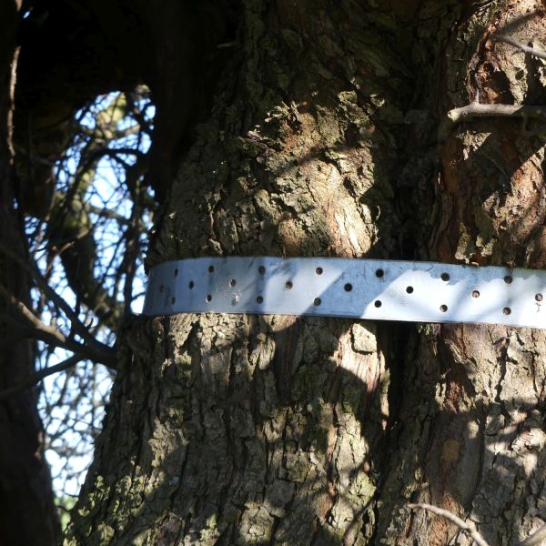Holzapfel an der Kalkhöhe bei Cunnersdorf