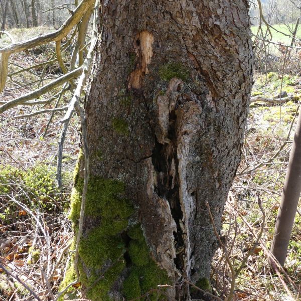 Wildapfel auf der Sachsenhöhe / Insektenlöcher