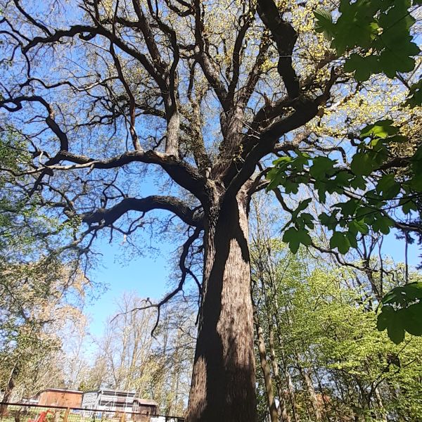 Stiel-Eiche am Nordwestrand des Schlossparks Reichstädt