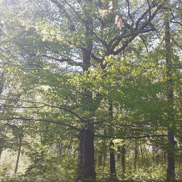 Hainbuche im Schlosspark Reichstädt