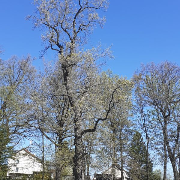 Tulpenbaum im Schlosspark Reichstädt