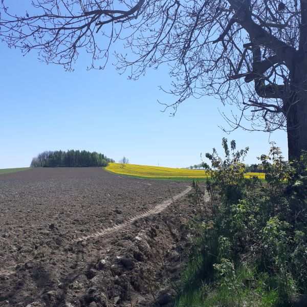 Esche am Firstenweg