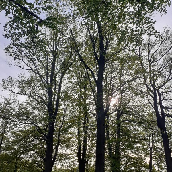Kapell-Linden Reichstädt