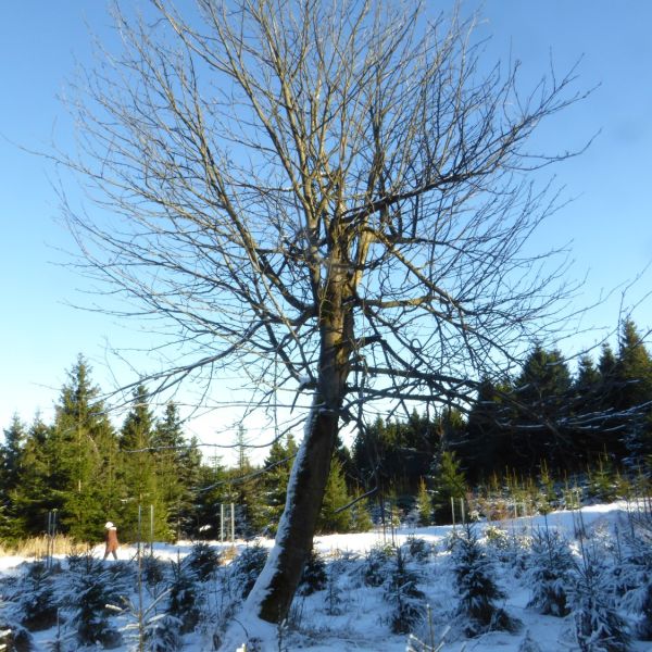 Zustand Eberesche Zaunhäuser Weg im Jar 2017