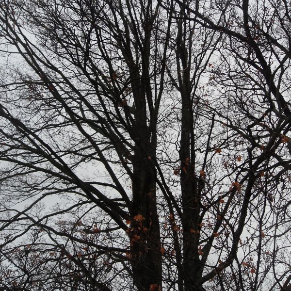 Drei Bäume auf dem Friedhof Reinhardtsgrimma: Spitz-Ahorn (2024)