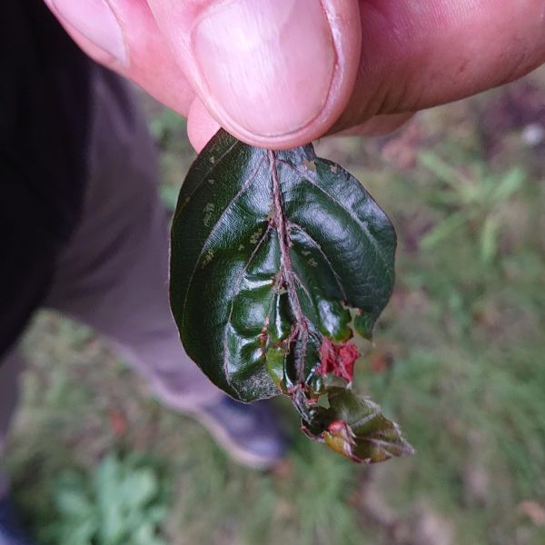 Blutbuche im Schlosspark Dippoldiswalde