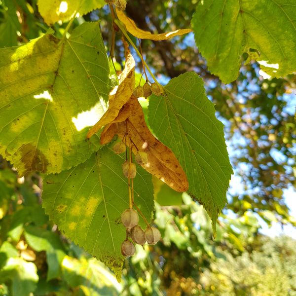 AL016 Linde Langer Grund Seifersdorf Frucht 02
Frucht & Blatt