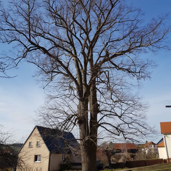 AL017 Linde Pfarrweg Reinhardtsgrimma 01
Frühjahr ohne Laub