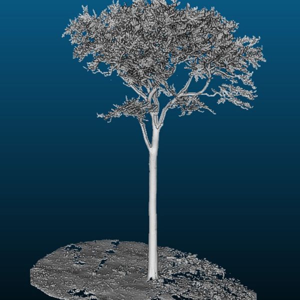 MS080_Buche Landberg (2022)