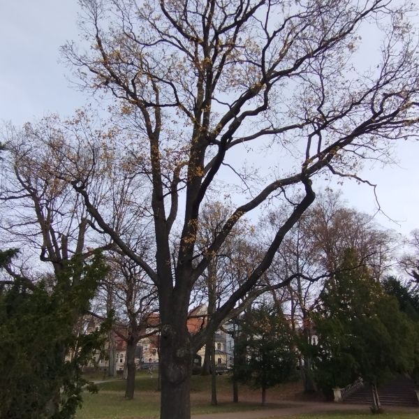 Körnereiche im Albertpark