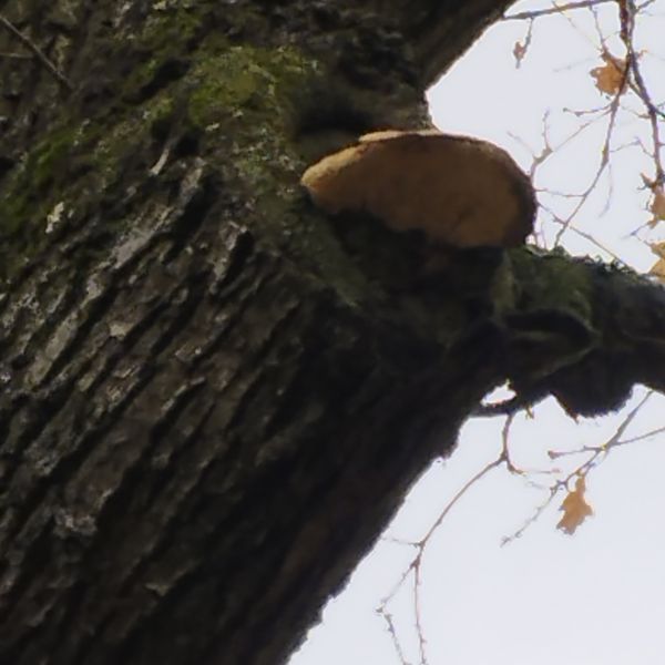 Körnereiche im Albertpark / Pilz
