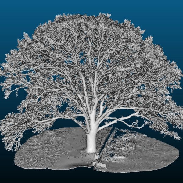 Bild: Inga Frehse
- Kommentar: eine der beiden zum ND gehörenden Eichen an der Friedhofsmauer