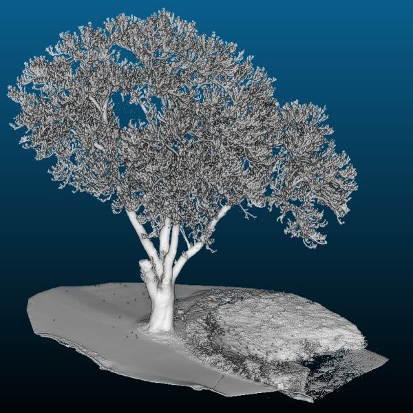 jens004_Alte Esche Ortsmitte Kipsdorf